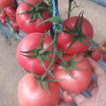 山东西红柿种苗产地直发价格保质保量欢迎采购