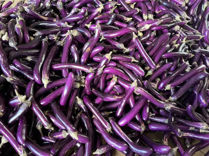 【紫茄】广东湛江紫色长茄质量保证颜色鲜艳无虫眼斑点欢迎电联