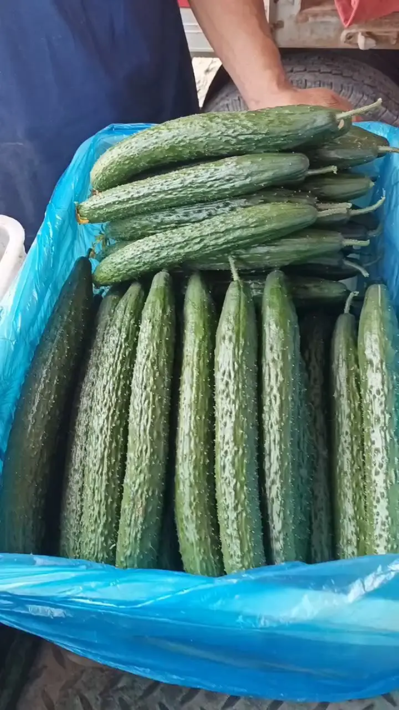 【实力推荐】黄瓜密刺黄瓜广东湛江大量上市价格实惠视频拿货