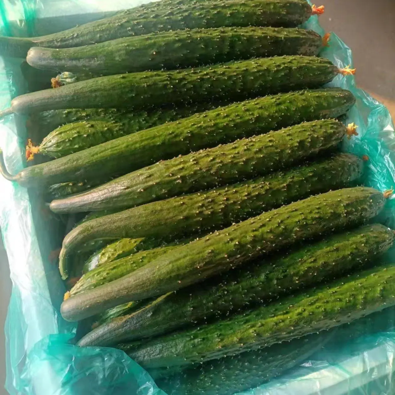 【实力推荐】黄瓜密刺黄瓜广东湛江大量上市价格实惠视频拿货