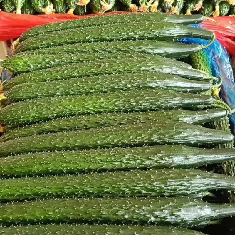 【实力推荐】黄瓜密刺黄瓜广东湛江大量上市价格实惠视频拿货