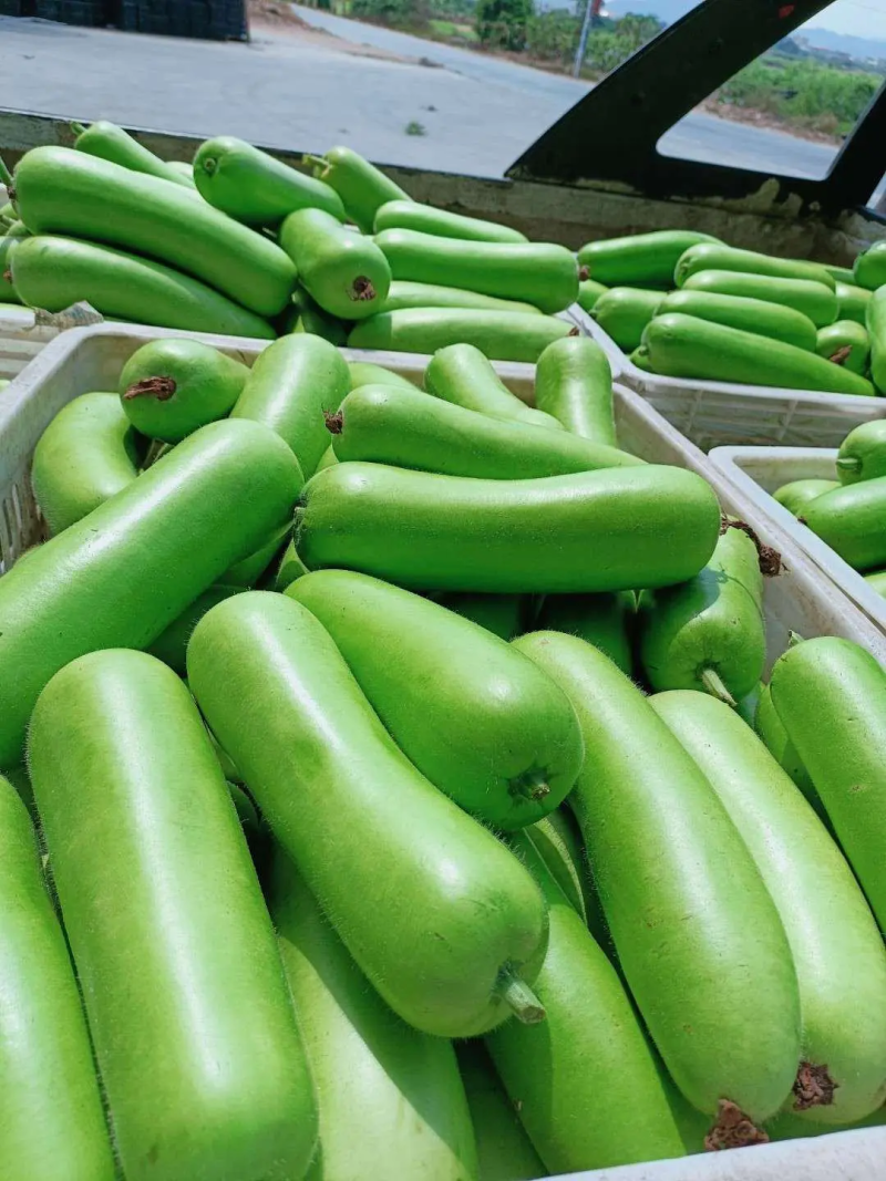瓠瓜广东湛江精品瓠瓜一手货源量大从物美价廉电联优惠