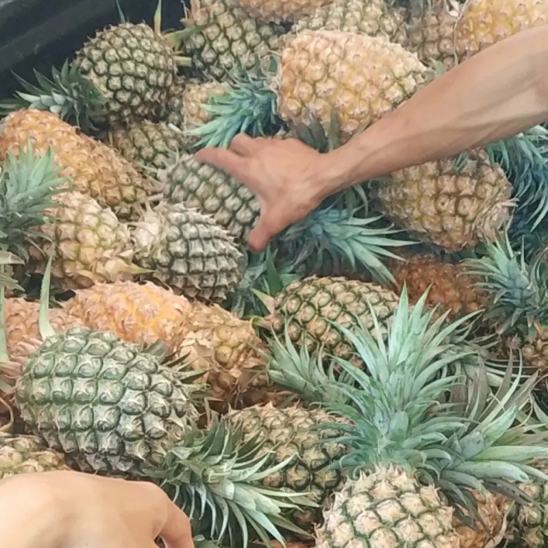 【热卖菠萝】凤梨广东徐闻金钻凤梨精品发货产地直供电联优惠