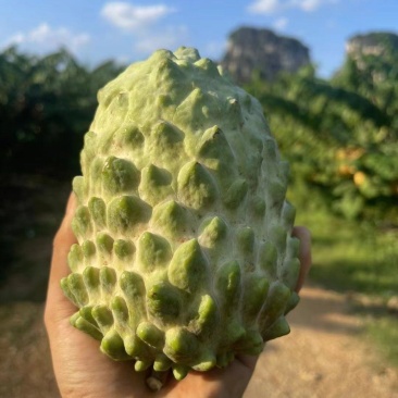 释迦果
