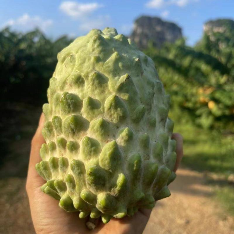 释迦果