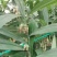 黄精催芽种子多花姜型高杆不倒苗甜黄精催芽种子新鲜优质品种