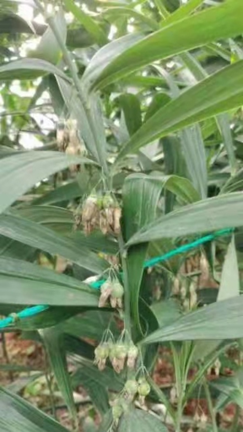 黄精催芽种子多花姜型高杆不倒苗甜黄精催芽种子新鲜优质品种