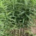 黄精催芽种子多花姜型高杆不倒苗甜黄精催芽种子新鲜优质品种
