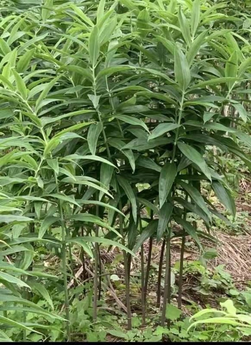 黄精催芽种子多花姜型高杆不倒苗甜黄精催芽种子新鲜优质品种