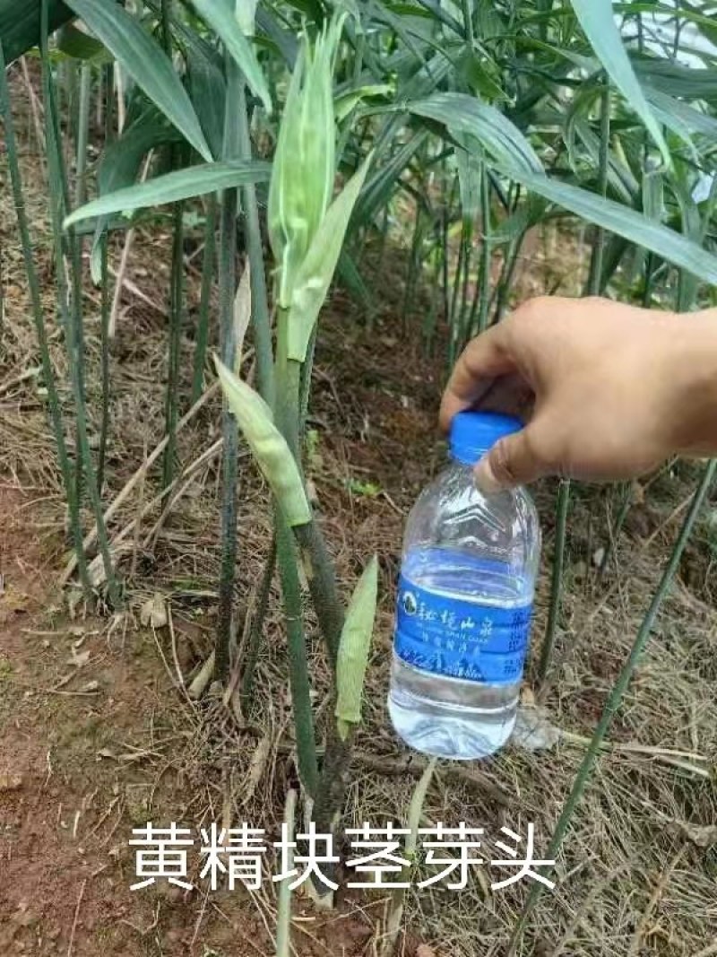 黄精催芽种子多花姜型高杆不倒苗甜黄精催芽种子新鲜优质品种