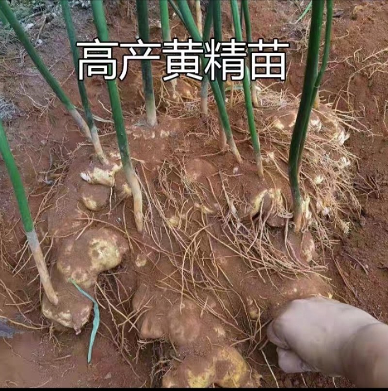 黄精催芽种子多花姜型高杆不倒苗甜黄精催芽种子新鲜优质品种
