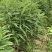 黄精催芽种子多花姜型高杆不倒苗甜黄精催芽种子新鲜优质品种