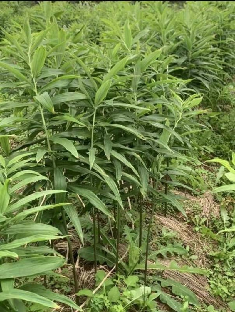 黄精催芽种子多花姜型高杆不倒苗甜黄精催芽种子新鲜优质品种