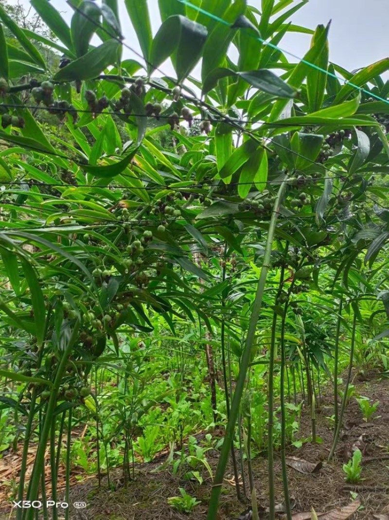 黄精催芽种子多花姜型高杆不倒苗甜黄精催芽种子新鲜优质品种
