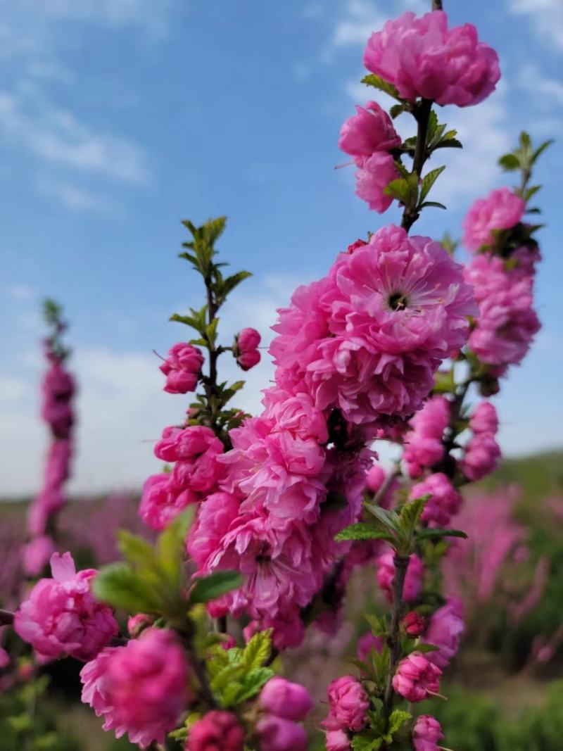 红梅干枝花榆叶梅鲜切枝条红叶榆叶梅水培插花产地批发