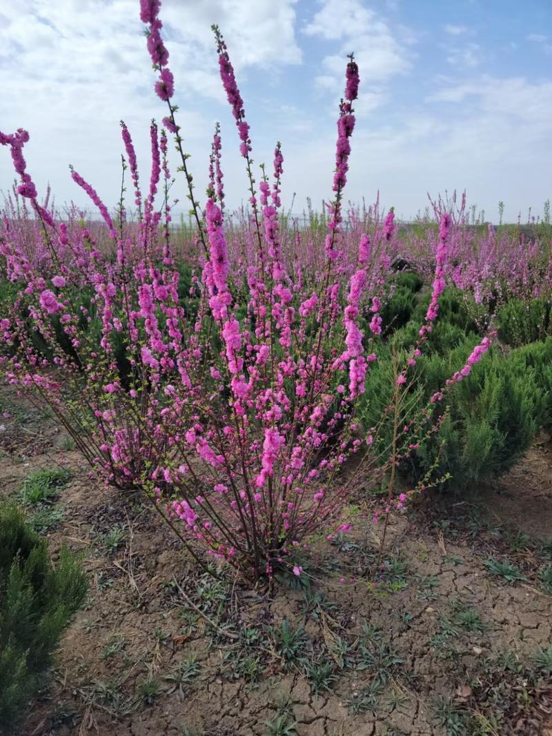 红梅干枝花榆叶梅鲜切枝条红叶榆叶梅水培插花产地批发