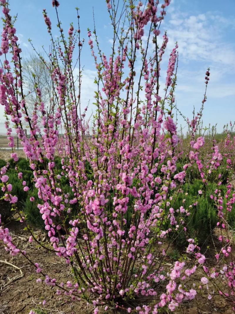 红梅干枝花榆叶梅鲜切枝条红叶榆叶梅水培插花产地批发