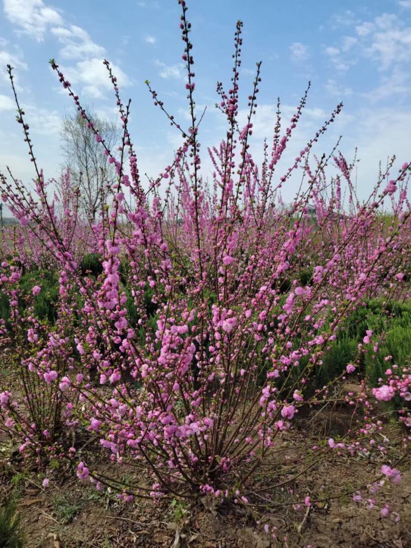 红梅干枝花榆叶梅鲜切枝条红叶榆叶梅水培插花产地批发