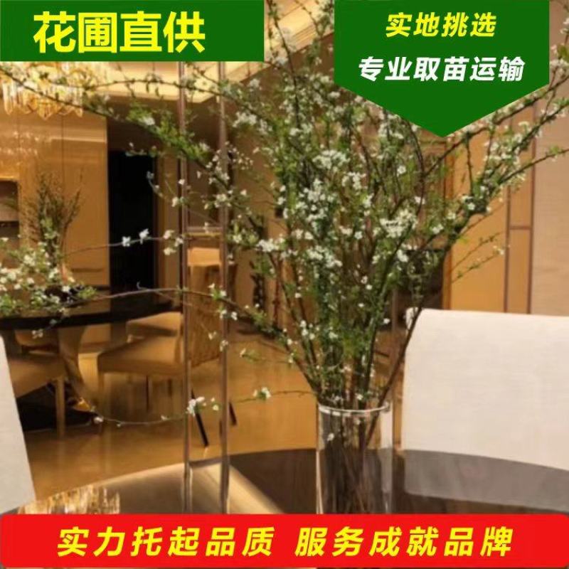 红梅干枝花榆叶梅鲜切枝条红叶榆叶梅水培插花产地批发
