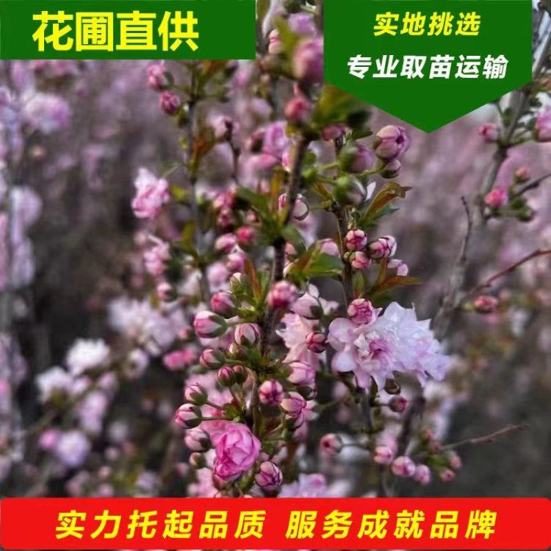 红梅干枝花榆叶梅鲜切枝条红叶榆叶梅水培插花产地批发