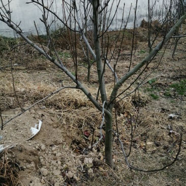 梨树，占地建园，品种齐全，一手货源欢迎选购，随到随装
