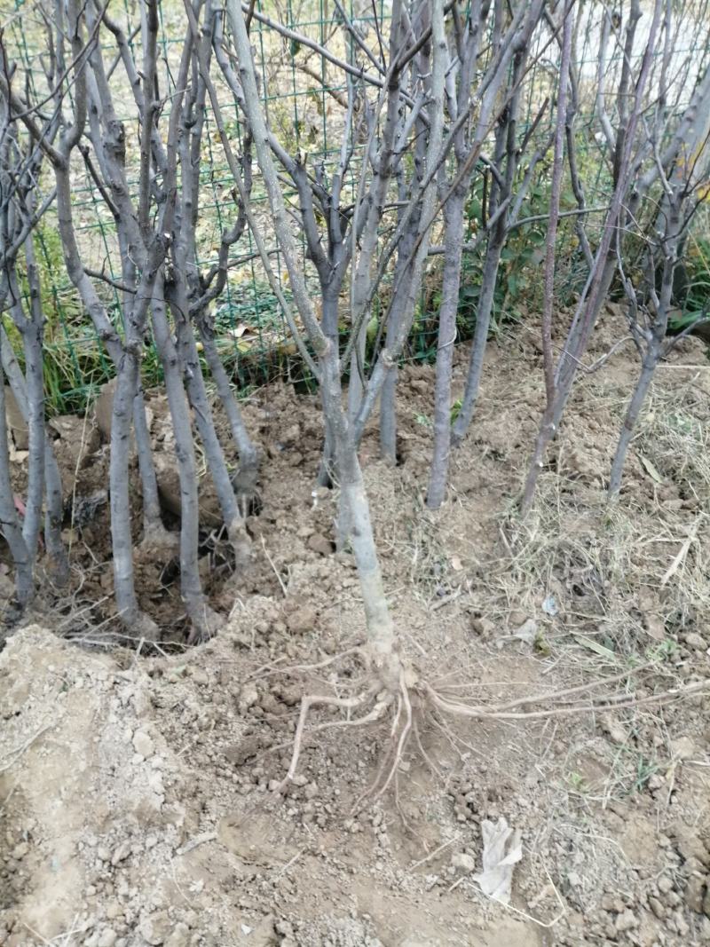 梨树，占地建园，品种齐全，一手货源欢迎选购，随到随装