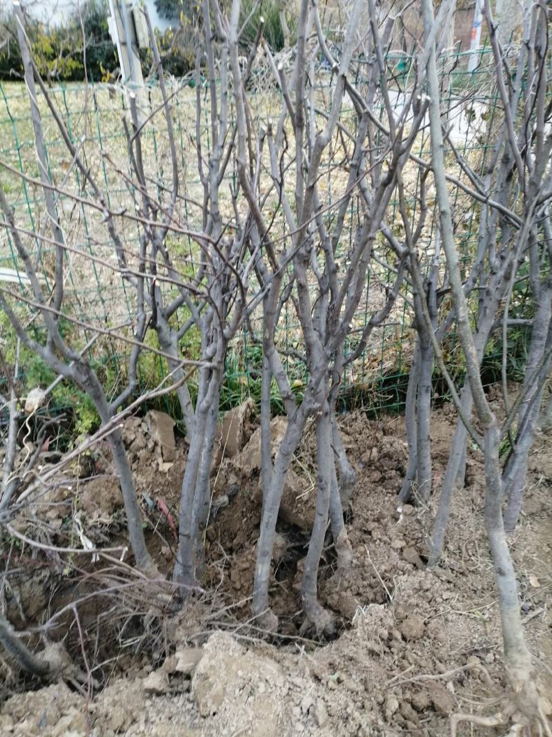 梨树，占地建园，品种齐全，一手货源欢迎选购，随到随装
