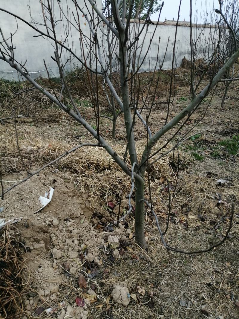 梨树，占地建园，品种齐全，一手货源欢迎选购，随到随装