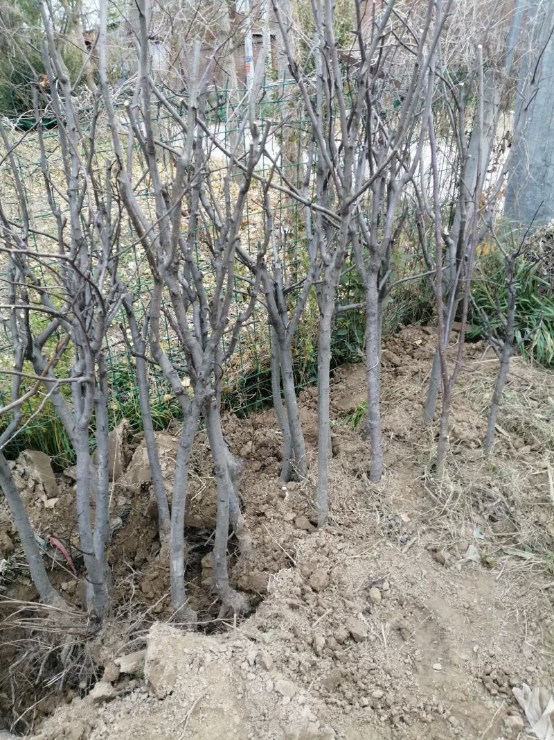 梨树，占地建园，品种齐全，一手货源欢迎选购，随到随装