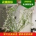 红柳鲜切枝条红瑞木干枝花室内水养植物水培插花产地批发