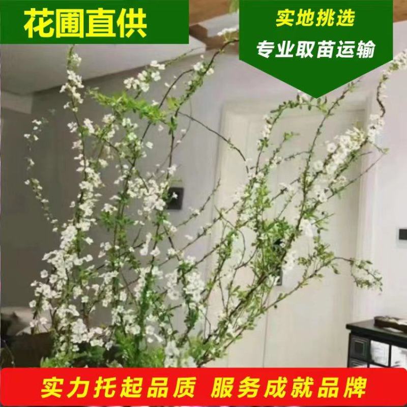 红柳鲜切枝条红瑞木干枝花室内水养植物水培插花产地批发