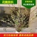 红柳鲜切枝条红瑞木干枝花室内水养植物水培插花产地批发