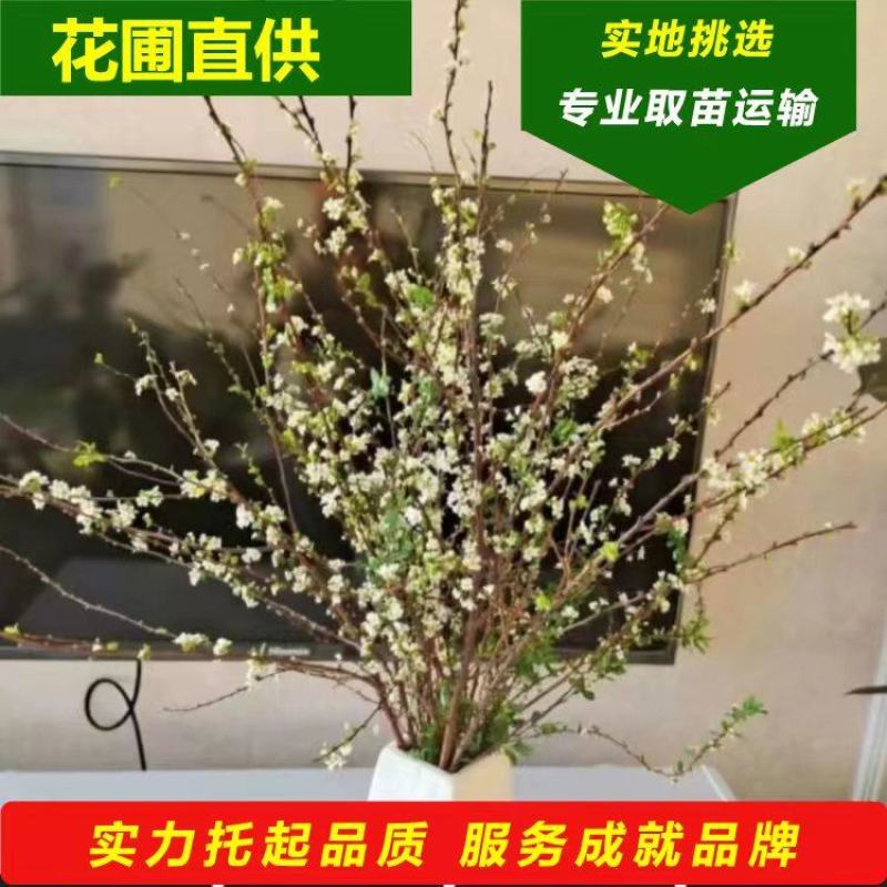 红柳鲜切枝条红瑞木干枝花室内水养植物水培插花产地批发