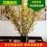 红柳鲜切枝条红瑞木干枝花室内水养植物水培插花产地批发