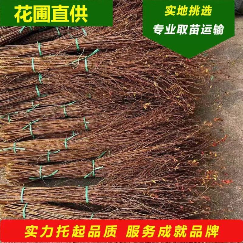 红柳鲜切枝条红瑞木干枝花室内水养植物水培插花产地批发