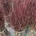 红柳鲜切枝条红瑞木干枝花室内水养植物水培插花产地批发