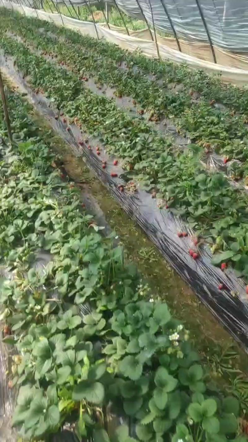 宁玉草莓