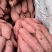 白心红薯商薯19软和面甜无丝大量供应需要白心红薯的速度啦