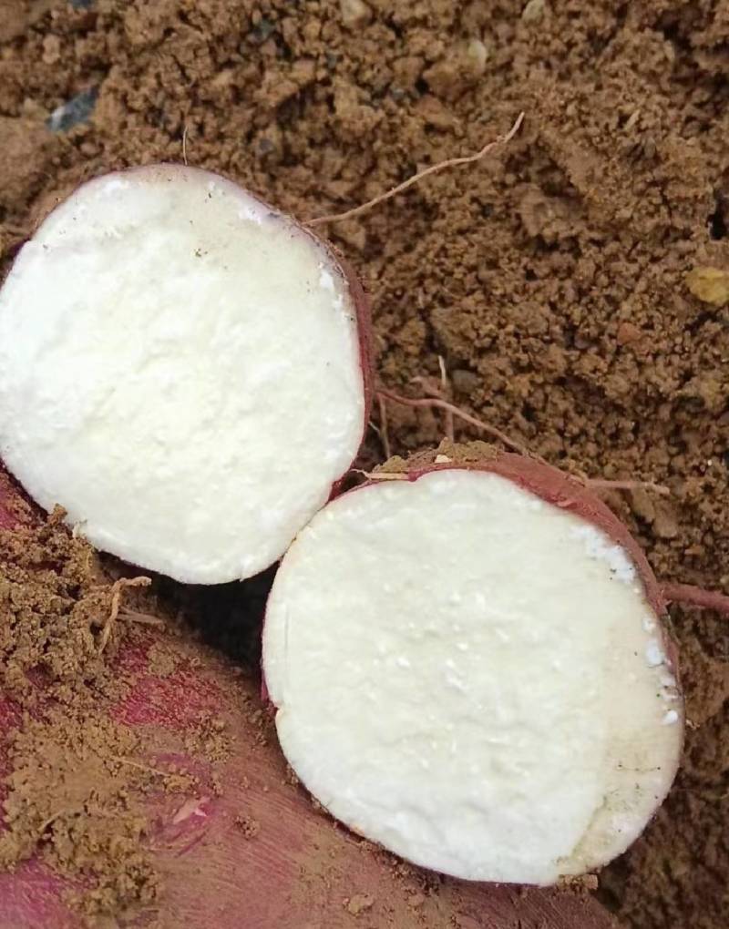 白心红薯商薯19软和面甜无丝大量供应需要白心红薯的速度啦