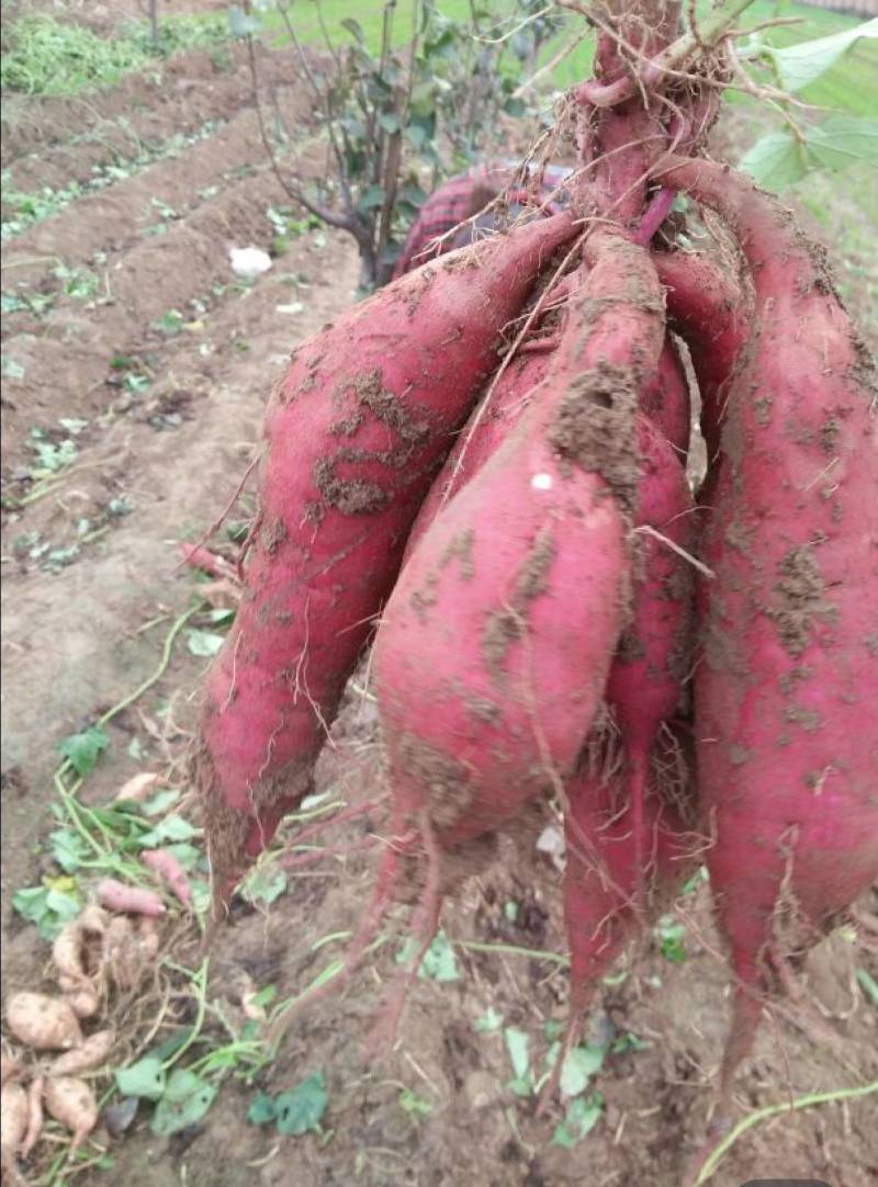白心红薯商薯19软和面甜无丝大量供应需要白心红薯的速度啦
