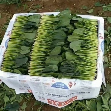 大叶菠菜