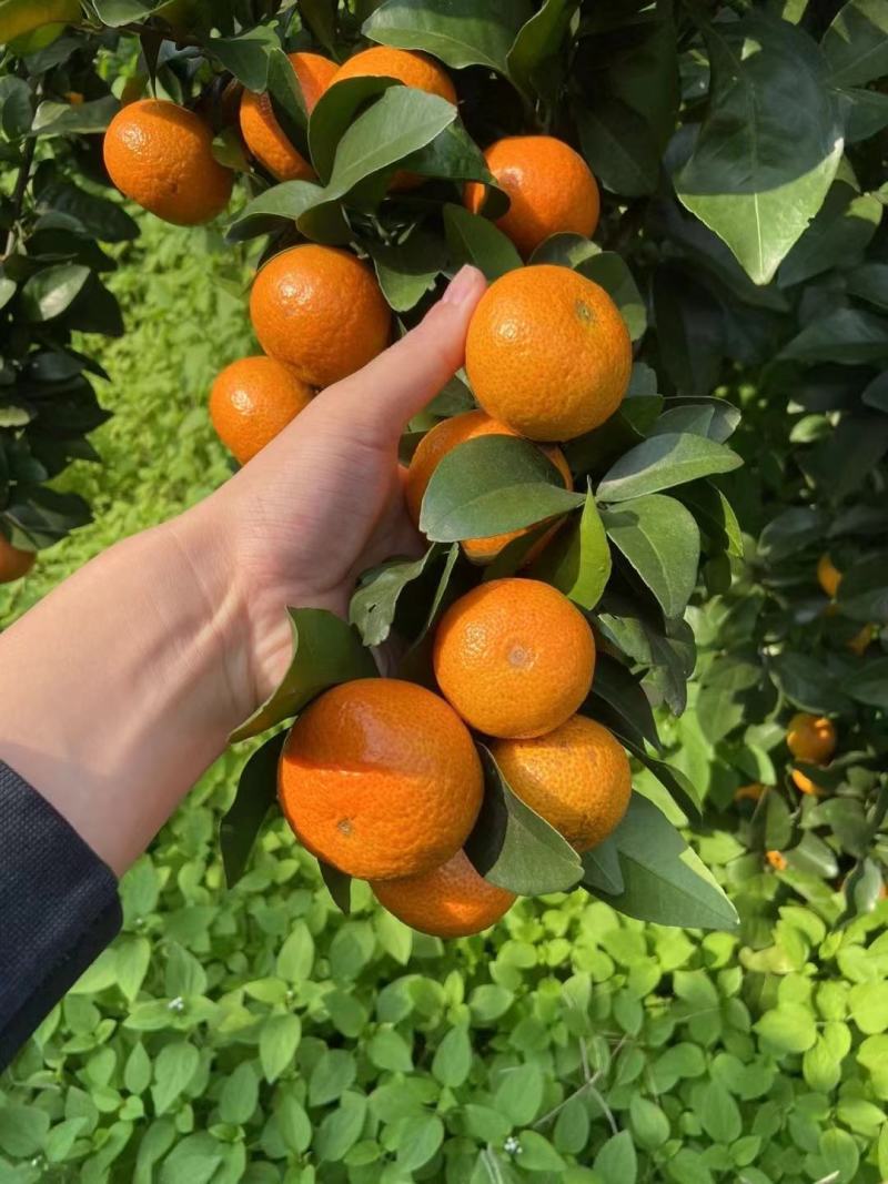 广西砂糖橘正式上市，细皮起砂，纯甜化渣