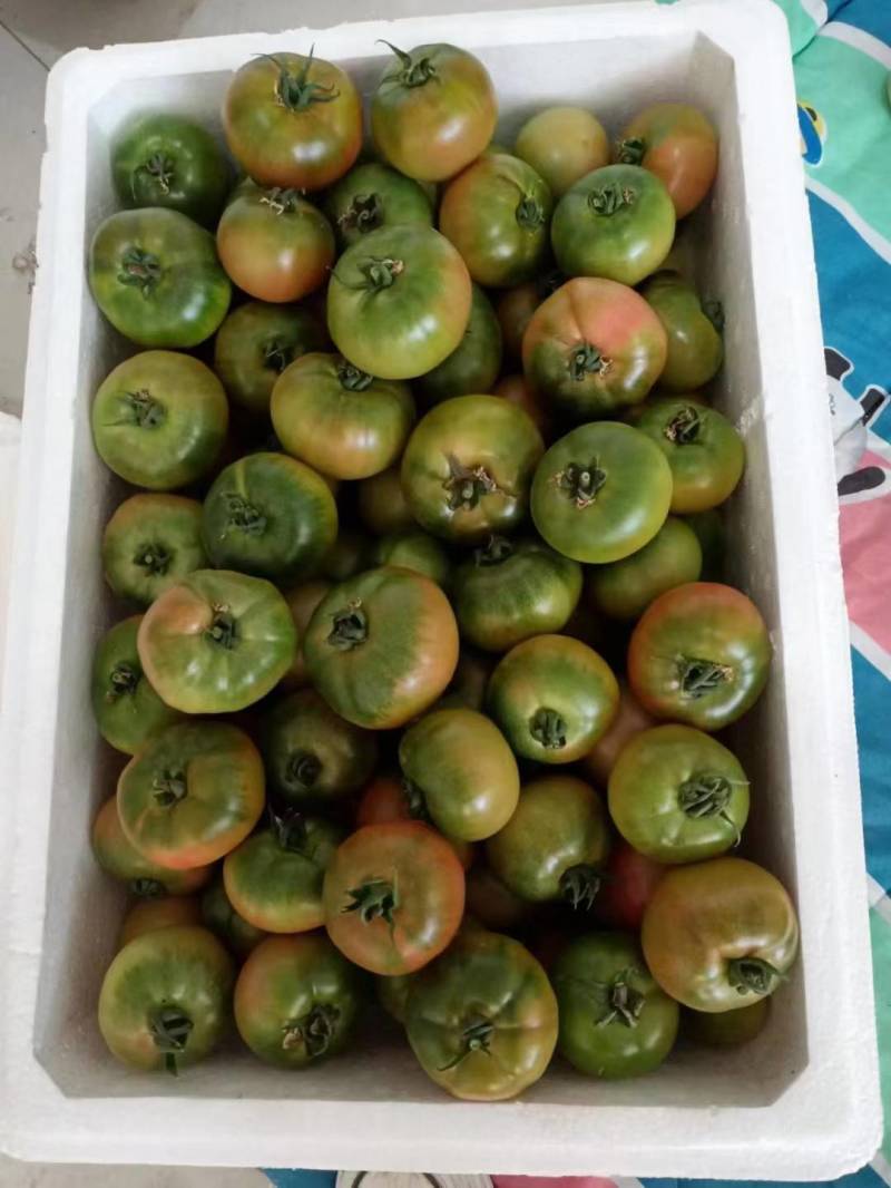 草莓番茄草莓柿子草莓西红柿酸甜可口大量现货支持社团档口供