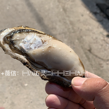 舟山生蚝精品牡蛎低价促销