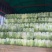 精品大白菜.黄心菜清秀漂亮原产地湖北直供货源充足价格美丽