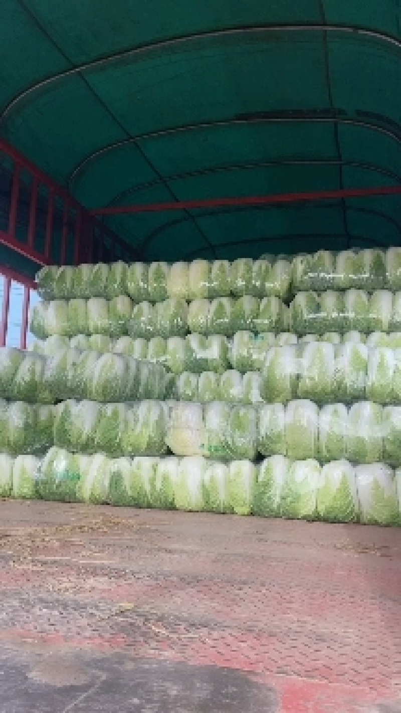 精品大白菜.黄心菜清秀漂亮原产地湖北直供货源充足价格美丽