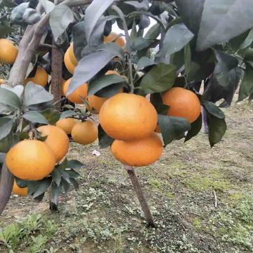 四川蒲江爱媛果冻橙，产地一手货源，量大从优欢迎来电订购