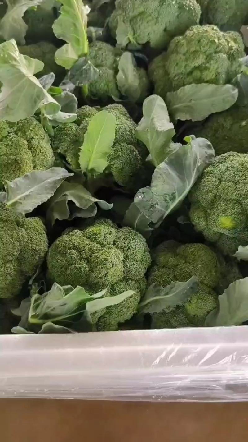 西兰花精品好货支持产地视频看货欢迎大家订购