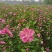 木槿木槿苗木槿树苗单瓣木槿双瓣木槿红花木槿