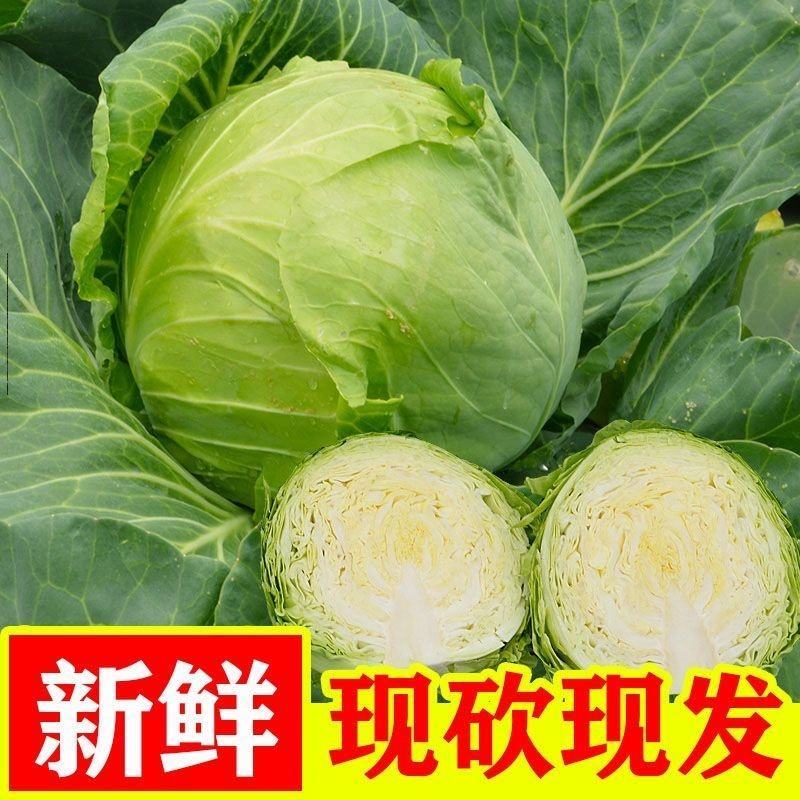 精品甘蓝圆包菜铁头【市场货】【工厂货】基地直发